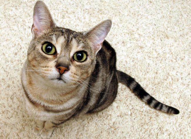 Как избавиться от запаха кошачьей мочи на ковре